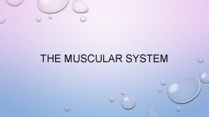THE MUSCULAR SYSTEM FUNCTIONS OF MUSCLE PRODUCING MOVEMENT
