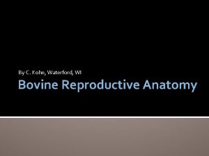 Female cow reproductive system