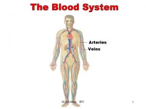 The Blood System Arteries Veins M A Kubtan
