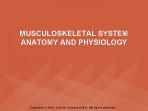 Pyramid muscle anatomy