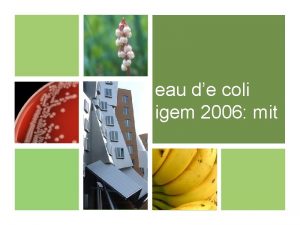 eau de coli igem 2006 mit The Undergrads