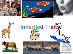 Elephant inherited traits Elephant inherited traits