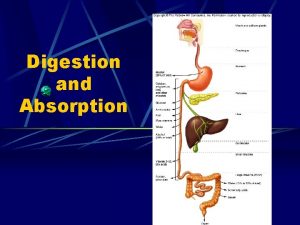 Digestion and Absorption Digestion Breaks down Carbohydrates starch