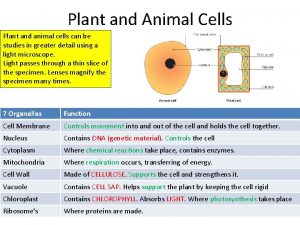 Plant and Animal Cells Plant and animal cells