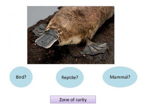 Bird Reptile Zone of rarity Mammal Critical Care