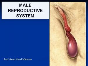 MALE REPRODUCTIVE SYSTEM Prof Saeed Abuel Makarem 1