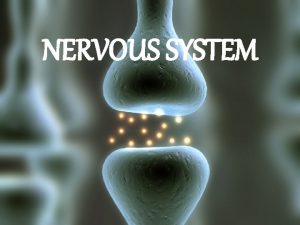 Bagan sistem saraf pusat dan tepi