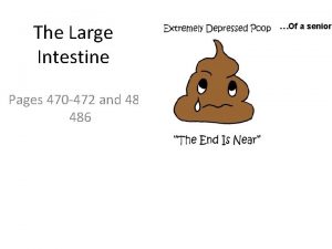 Label large intestine Label large intestine