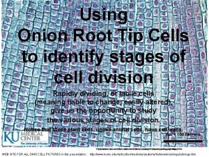 Using Onion Root Tip Cells to identify stages