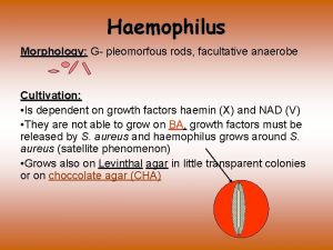 Haemophilus Morphology G pleomorfous rods facultative anaerobe ology