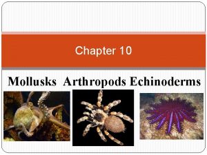 Mollusks arthropods and echinoderms