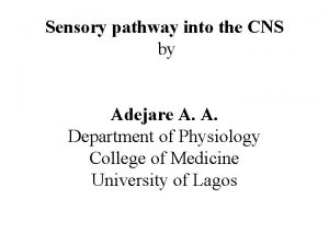 Sensory pathway into the CNS by Adejare A