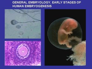 GENERAL EMBRYOLOGY EARLY STAGES OF HUMAN EMBRYOGENESIS Plan