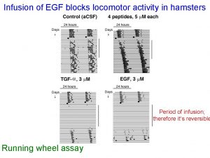 Infusion of EGF blocks locomotor activity in hamsters