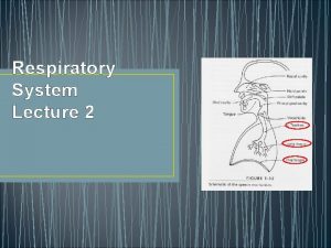 Respiratory System Lecture 2 Bronchioles Question Are the