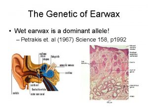 Earwax type genetics