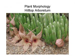 Plant Morphology Hilltop Arboretum Lycoseris grandis Asteraceae GENERAL