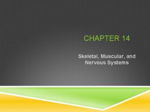 Chapter 14 the skeletal muscular and nervous systems