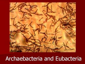 Archaebacteria and Eubacteria Bacteria are of immense importance