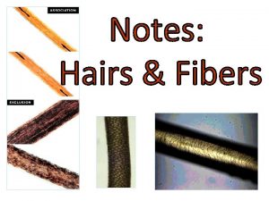 I Hair Evidence Why Hairs and Fibers 1