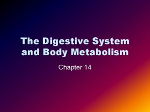 The digestive system and body metabolism