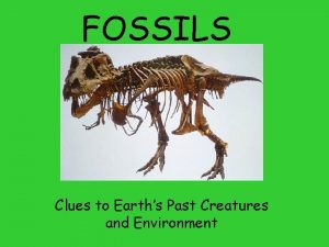 What is the difference between mold and cast fossils?