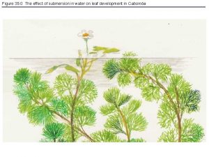 Mechanism of stomatal opening