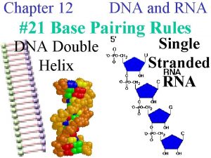 Chapter 12 DNA and RNA 21 Base Pairing