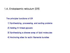 What is the main function of the endoplasmic reticulum?