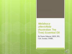 Melaleuca alternifolia Australian Tea Tree Essential Oil By