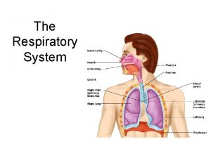 The Respiratory System Respiration Includes Pulmonary ventilation Air