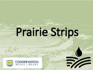 Prairie Strips What Are Prairie Strips Small portions
