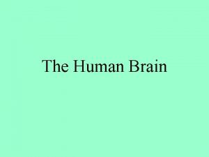Brain structure