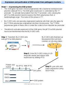 Expression and purification of SSB protein from pathogenic