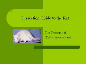 Rat dissection