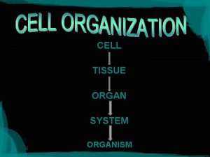 CELL TISSUE ORGAN SYSTEM ORGANISM Circulatory Digestive Endocrine