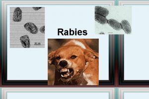 Rabies symptons