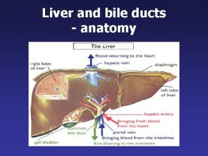 Liver histology Liver histology