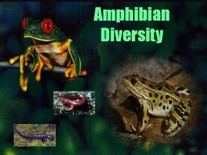Amphibian Diversity Amphibians Term amphibian means double life