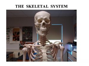 Functions of the skeletal system