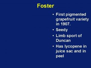 Foster First pigmented grapefruit variety in 1907 Seedy