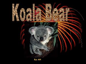 Koala physical features