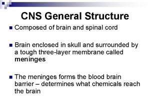 CNS General Structure n Composed of brain and