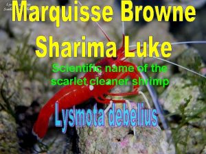 Scientific name of the scarlet cleaner shrimp The