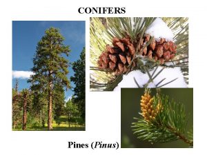 CONIFERS Pines Pinus Abies Fir Pseudotsuga Douglas Fir
