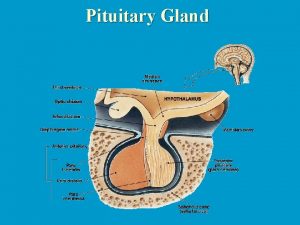 Pituitary Gland Pituitary development The Master Gland n