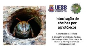 Intoxicao de abelhas por agrotxicos Generosa Sousa Ribeiro