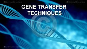 Gene transfer by electroporation