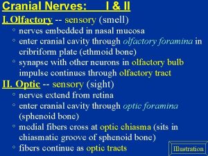 Cranial Nerves I II I Olfactory sensory smell