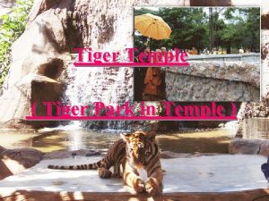 Tiger Temple Tiger Park in Temple Tiger Temple